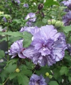Fast Growing Trees Blueberry Smoothie™ Rose Of Sharon Althea Tree