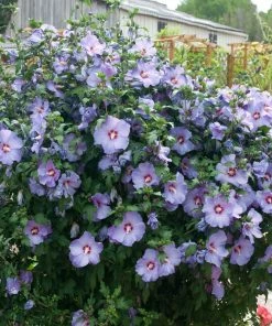 Fast Growing Trees See All Flowering Trees Bluebird Rose Of Sharon Hibiscus Shrub