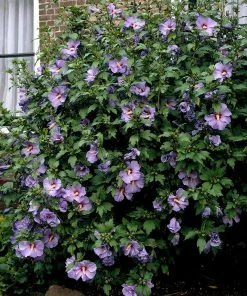 Fast Growing Trees See All Flowering Trees Bluebird Rose Of Sharon Hibiscus Shrub 7 Fast Growing Trees See All Flowering Trees Bluebird Rose Of Sharon Hibiscus Shrub