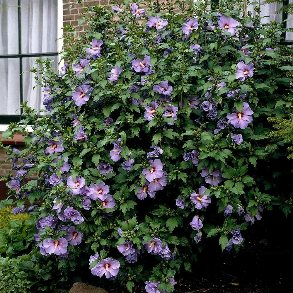Fast Growing Trees See All Flowering Trees Bluebird Rose Of Sharon Hibiscus Shrub 5 Fast Growing Trees See All Flowering Trees Bluebird Rose Of Sharon Hibiscus Shrub