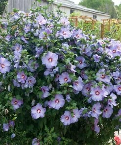 Fast Growing Trees See All Flowering Trees Bluebird Rose Of Sharon Hibiscus Shrub