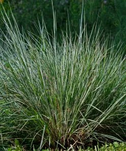 Fast Growing Trees Blues Little Bluestem Grass Ornamental Grasses