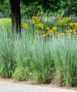 Fast Growing Trees Blues Little Bluestem Grass Ornamental Grasses