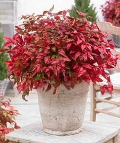 Fast Growing Trees Blush Pink™ Nandina Shrub