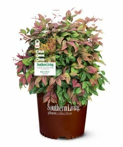 Fast Growing Trees Blush Pink™ Nandina Shrub