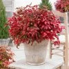 Fast Growing Trees Blush Pinkâ„¢ Nandina Shrub 2 Fast Growing Trees Blush Pinkâ„¢ Nandina Shrub