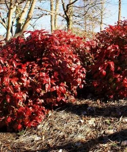 Fast Growing Trees Blush Pink™ Nandina Shrub