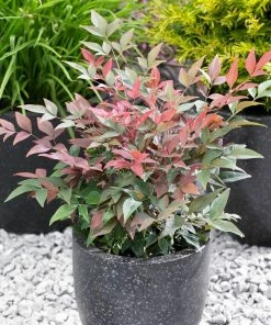 Fast Growing Trees Blush Pink™ Nandina Shrub