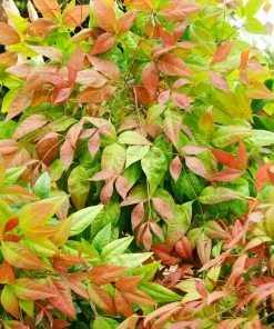 Fast Growing Trees Blush Pink™ Nandina Shrub