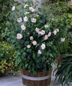 Fast Growing Trees See All Flowering Trees Blushing Bride Rose Of Sharon Althea Shrub 9 Fast Growing Trees See All Flowering Trees Blushing Bride Rose Of Sharon Althea Shrub