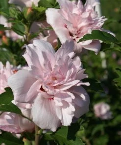 Fast Growing Trees See All Flowering Trees Blushing Bride Rose Of Sharon Althea Shrub