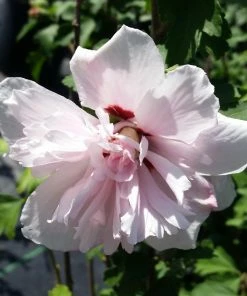 Fast Growing Trees See All Flowering Trees Blushing Bride Rose Of Sharon Althea Shrub 8 Fast Growing Trees See All Flowering Trees Blushing Bride Rose Of Sharon Althea Shrub