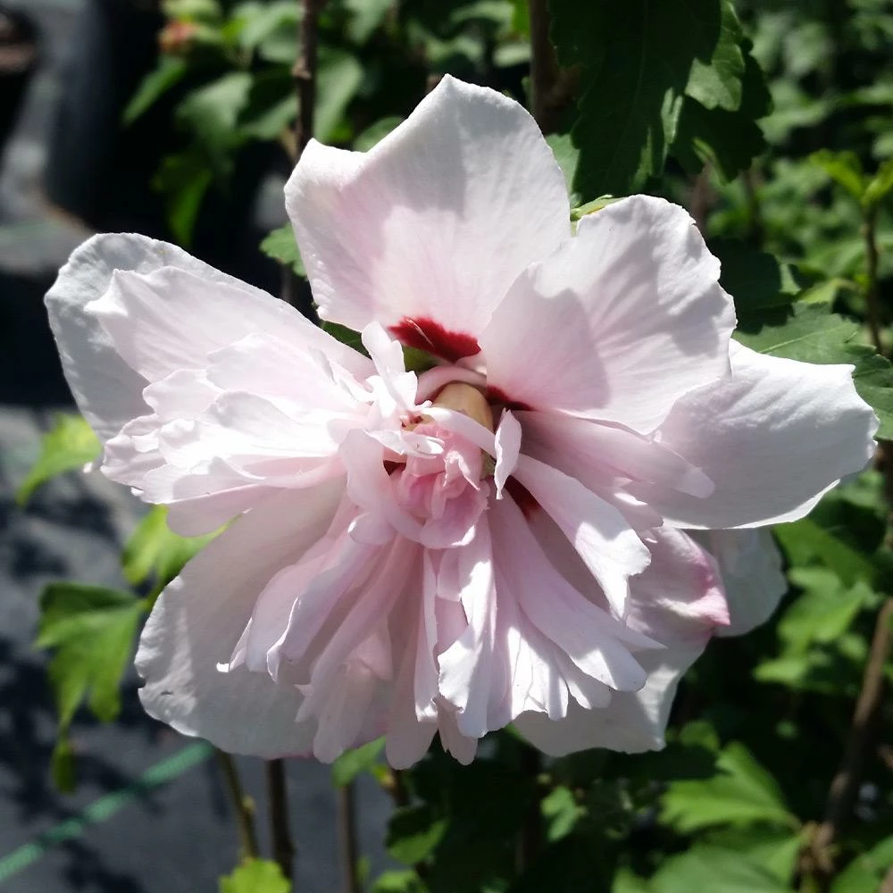 Fast Growing Trees See All Flowering Trees Blushing Bride Rose Of Sharon Althea Shrub 5 Fast Growing Trees See All Flowering Trees Blushing Bride Rose Of Sharon Althea Shrub