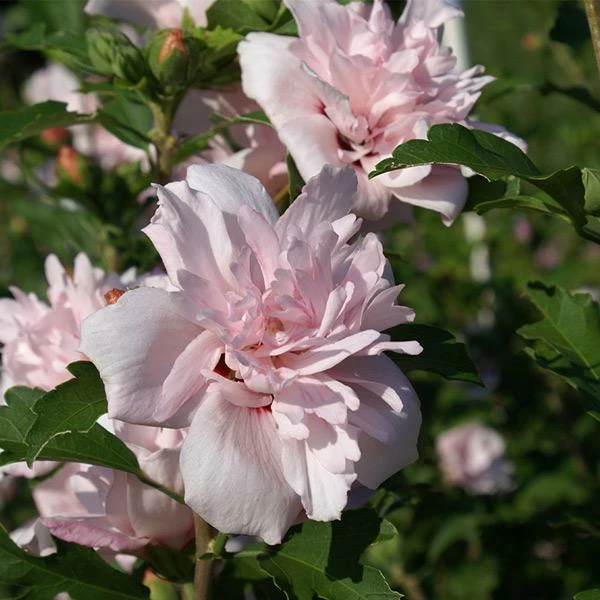 Fast Growing Trees See All Flowering Trees Blushing Bride Rose Of Sharon Althea Shrub 3 Fast Growing Trees See All Flowering Trees Blushing Bride Rose Of Sharon Althea Shrub