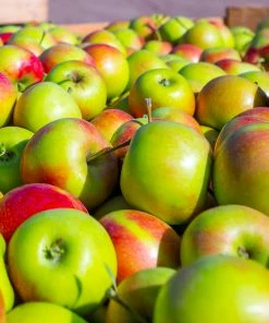 Fast Growing Trees Blushing Delight™ Columnar Apple Tree