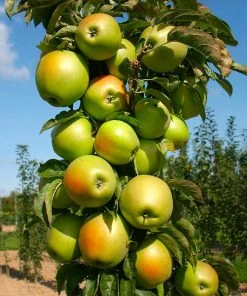 Fast Growing Trees Blushing Delightâ„¢ Columnar Apple Tree