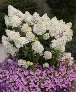 Fast Growing Trees Hydrangea Shrubs Bobo® Hydrangea Shrub