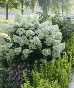 Fast Growing Trees Hydrangea Shrubs Bobo® Hydrangea Shrub