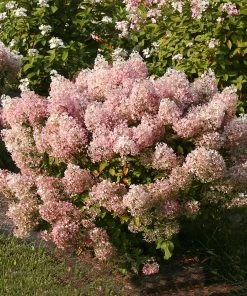 Fast Growing Trees Hydrangea Shrubs Bobo® Hydrangea Shrub