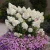 Fast Growing Trees Hydrangea Shrubs Bobo® Hydrangea Shrub