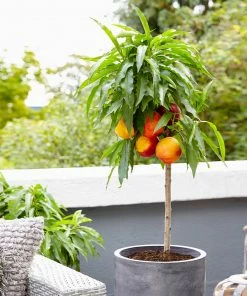 Fast Growing Trees Bonanza Patio Peach Tree