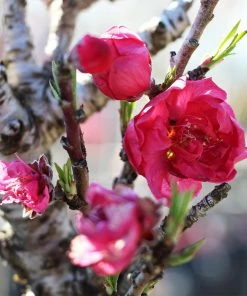 Fast Growing Trees Bonanza Patio Peach Tree