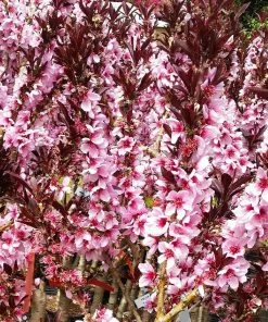 Fast Growing Trees Bonfire Patio Peach Tree