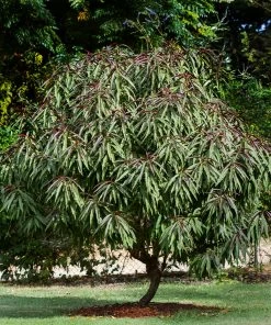 Fast Growing Trees Bonfire Patio Peach Tree