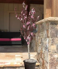 Fast Growing Trees Bonfire Patio Peach Tree