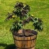 Fast Growing Trees Bonfire Patio Peach Tree