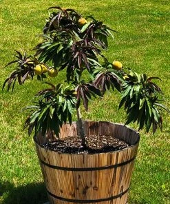 Fast Growing Trees Bonfire Patio Peach Tree