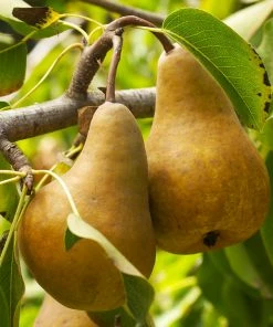 Fast Growing Trees Bosc Pear Pear Trees