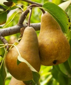 Fast Growing Trees Bosc Pear Pear Trees