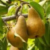 Fast Growing Trees Pear Trees Bosc Pear Tree 2 Fast Growing Trees Pear Trees Bosc Pear Tree