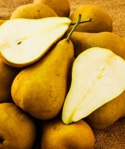 Fast Growing Trees Bosc Pear Pear Trees 8 Fast Growing Trees Bosc Pear Pear Trees