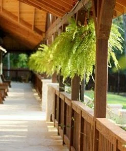 Fast Growing Trees Boston Fern See All House & Patio 8 Fast Growing Trees Boston Fern See All House & Patio