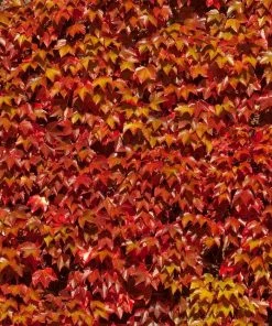 Fast Growing Trees Boston Ivy Vine