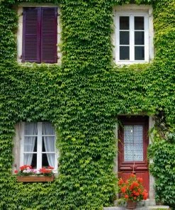 Fast Growing Trees Boston Ivy Vine