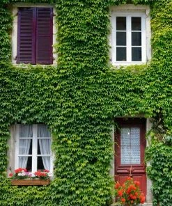 Fast Growing Trees Boston Ivy Vine