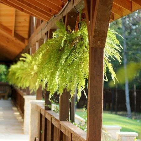 Fast Growing Trees Boston Fern See All House & Patio 4 Fast Growing Trees Boston Fern See All House & Patio