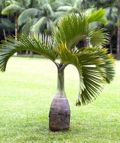 Fast Growing Trees Palm Trees Bottle Palm Tree