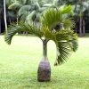 Fast Growing Trees Palm Trees Bottle Palm Tree 1 Fast Growing Trees Palm Trees Bottle Palm Tree