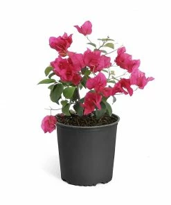 Fast Growing Trees Barbara Karst Bougainvillea