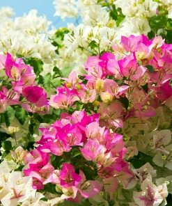 Fast Growing Trees Bi-Color Bougainvillea Tree See All Shrubs & Hedges