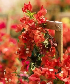 Fast Growing Trees See All Shrubs & Hedges Sundown Orange Bougainvillea 13 Fast Growing Trees See All Shrubs & Hedges Sundown Orange Bougainvillea