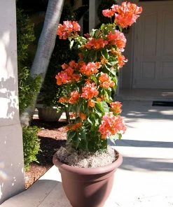 Fast Growing Trees See All Shrubs & Hedges Sundown Orange Bougainvillea 12 Fast Growing Trees See All Shrubs & Hedges Sundown Orange Bougainvillea