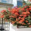Fast Growing Trees See All Shrubs & Hedges Sundown Orange Bougainvillea