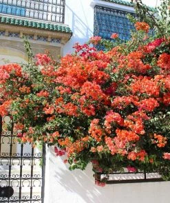 Fast Growing Trees See All Shrubs & Hedges Sundown Orange Bougainvillea