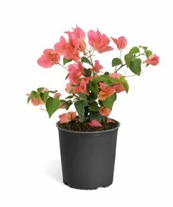 Fast Growing Trees See All Shrubs & Hedges Sundown Orange Bougainvillea 17 Fast Growing Trees See All Shrubs & Hedges Sundown Orange Bougainvillea