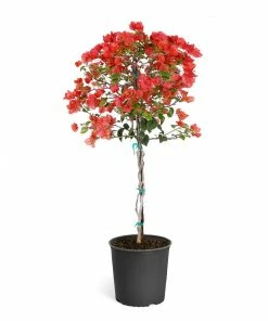 Fast Growing Trees See All Shrubs & Hedges Sundown Orange Bougainvillea 15 Fast Growing Trees See All Shrubs & Hedges Sundown Orange Bougainvillea
